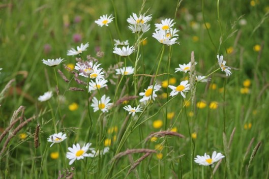 IMG_2279Ox-eye Daisies (640x427)