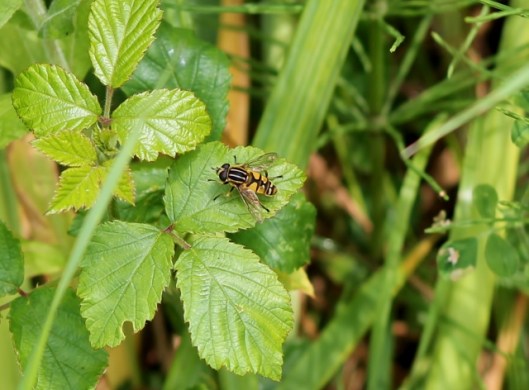 IMG_2294Helophilus pendulus Hoverfly (640x472)