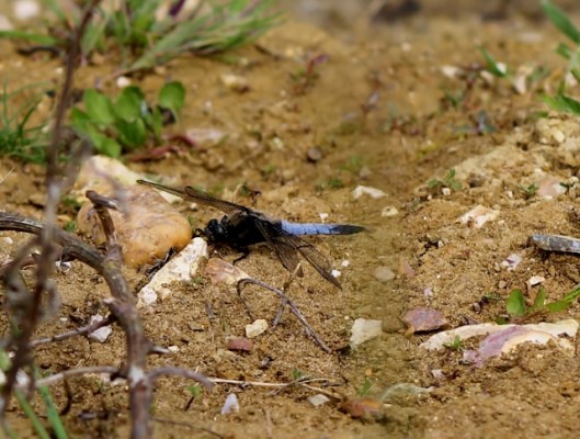 IMG_2298Male Black-tailed Skimmer (640x485)
