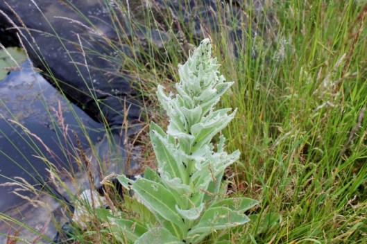 IMG_2323Damaged Great Mullein (640x427)