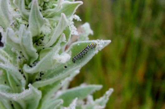IMG_2324Mullein Moth larva (640x427)