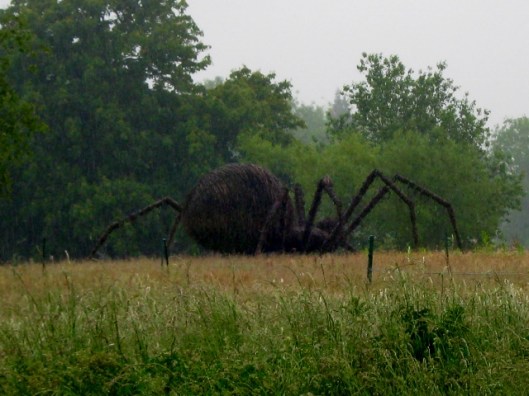 IMG_4787Spider (640x480)