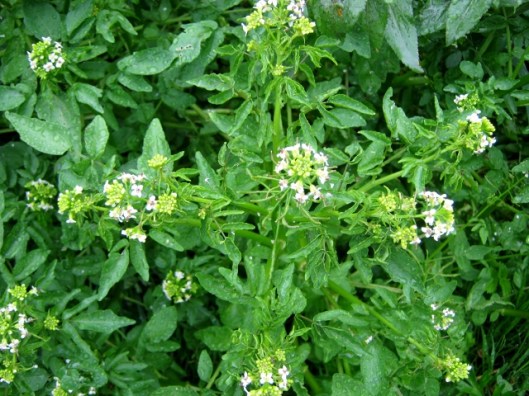 IMG_4789 (640x480)Watercress