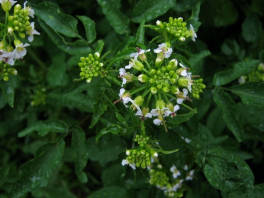 IMG_4790 (640x480)Watercress