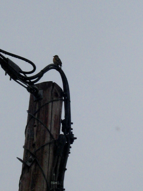 IMG_4797Chaffinch (480x640)