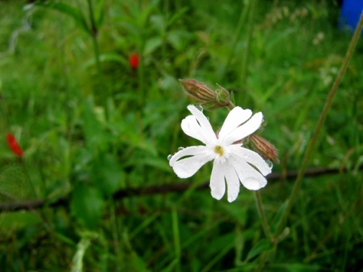IMG_4800White Campion (640x480)