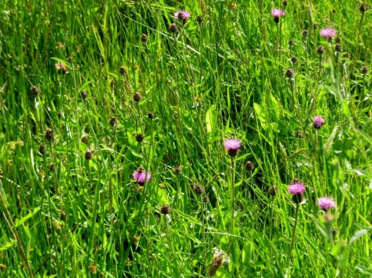 IMG_4807Common Knapweed (640x480)