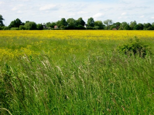 IMG_4808All Saint's Common (640x480)