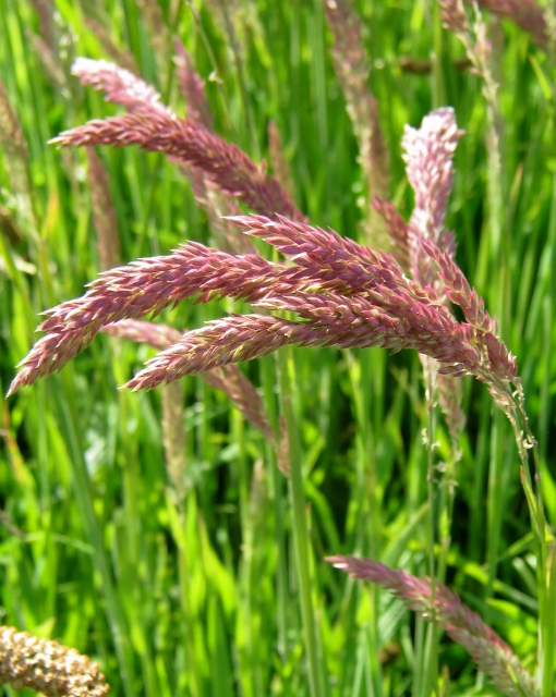 IMG_4810Possibly Yorkshire Fog (2) (510x640)