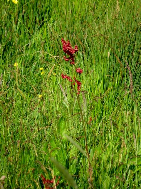 IMG_4814Common Sorrel (480x640)