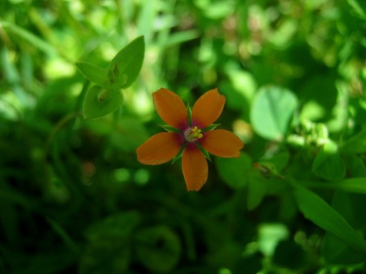 IMG_4815Scarlet Pimpernel (640x480)
