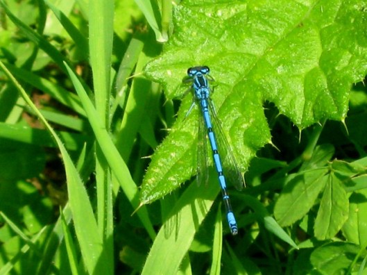 IMG_4818Male Azure Damselfly (640x480)