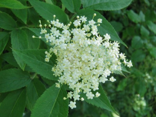 IMG_4819Elderflower (640x480)