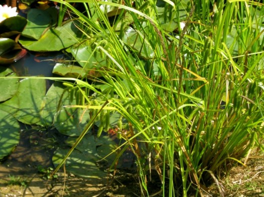 IMG_4822Cyperus sedge (640x480)