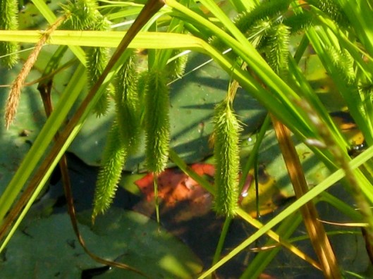 IMG_4823Cyperus Sedge (640x480)