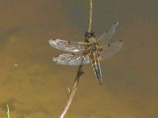 IMG_4824Male Four-spotted Chaser (640x478)