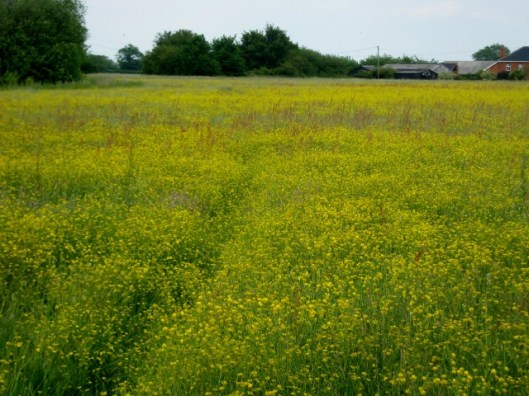 IMG_4831All Saint's Common (640x480)