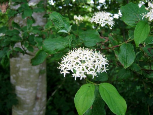 IMG_4892Dogwood (640x480)