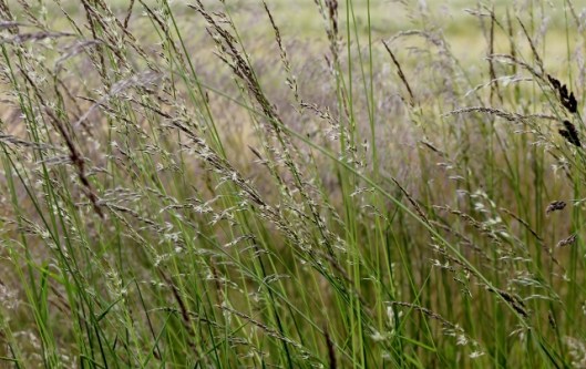 IMG_2312Grasses (640x403)