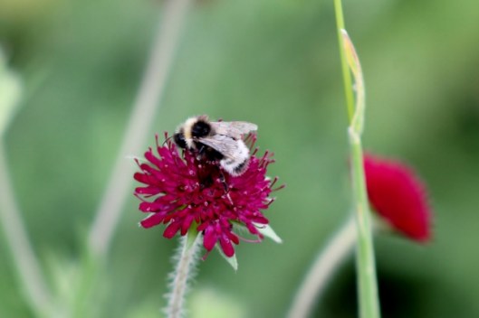 IMG_2313Bee on scabious (640x427)