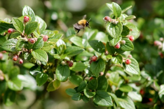 IMG_2320Bee on Cotoneaster (640x427)