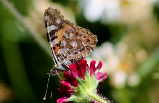IMG_2329Painted Lady on scabious (2) (640x416)
