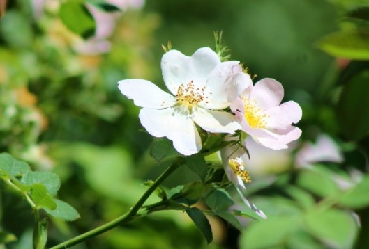 IMG_2333Dog Rose (2) (640x434)
