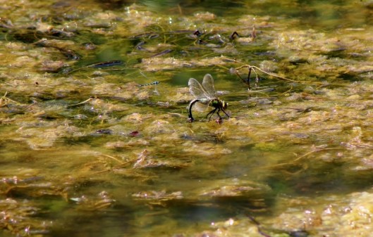 IMG_2348Female Emperor Dragonfly (640x408)
