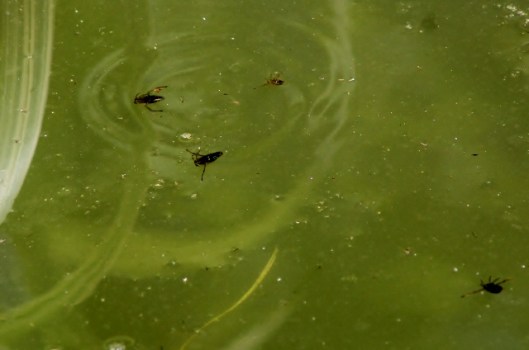 IMG_2351 (2).jpgCommon Backswimmers (640x424)