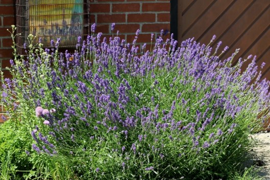 IMG_2354Lavender (640x427)