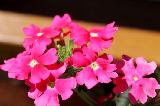 IMG_2356Verbena (640x427)