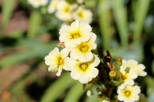 IMG_2369Sisyrinchium striatum (2) (640x427)