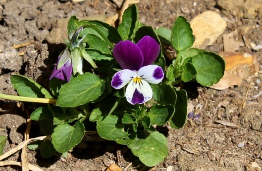 IMG_2370Viola (2) (640x419)