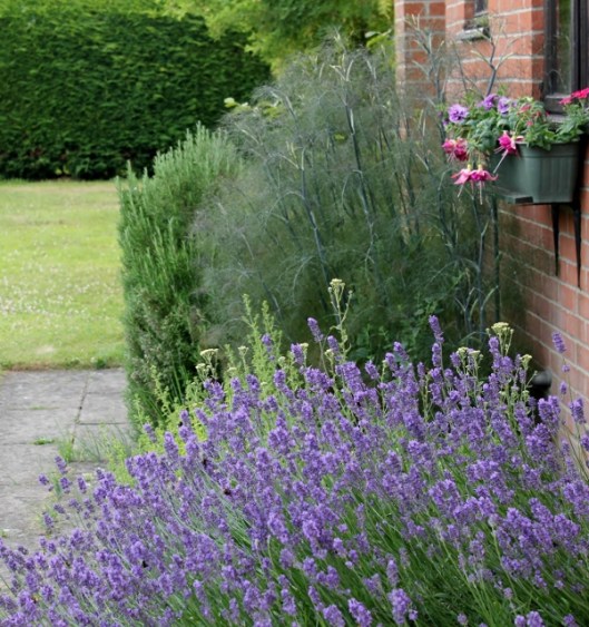 IMG_2373Herb garden (601x640)