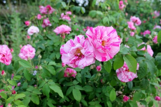 IMG_2376Rosa Mundi (640x427)