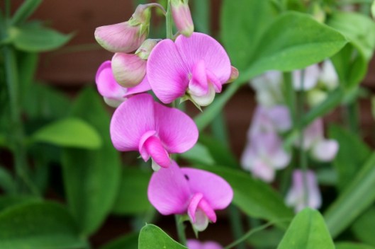 IMG_2378Perennial Sweet Pea (640x427)