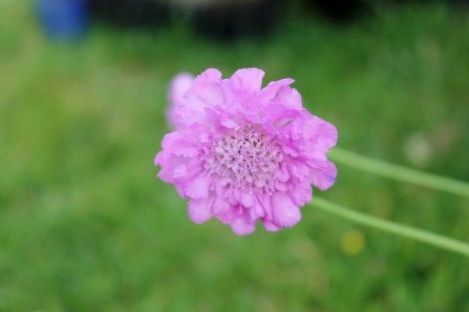 IMG_2379Scabious (640x427)