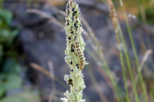 IMG_2380Mullein (640x427)