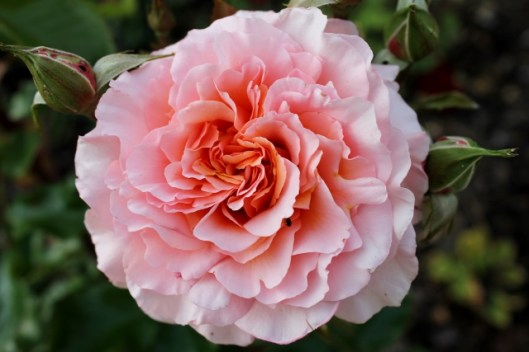 IMG_2382Rose (640x427)