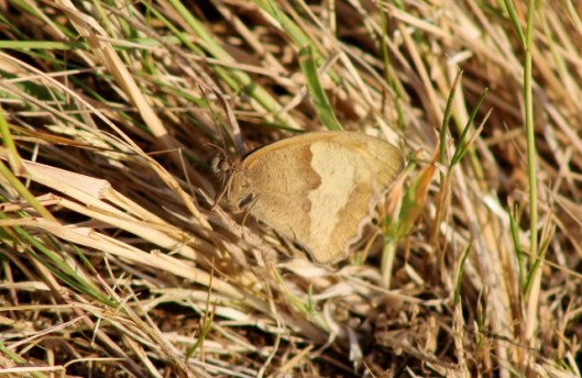 IMG_2386 (2)Meadow Brown (640x417)