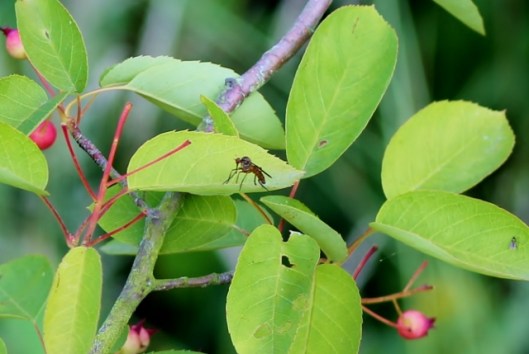 IMG_2387Fly on Amelanchier (2) (640x429)