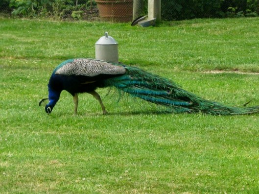 IMG_4874Wyken Hall garden (640x480)