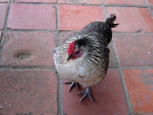 IMG_4890Hen (640x480)