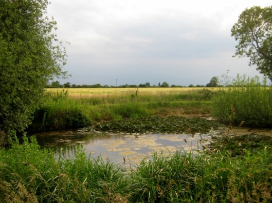 IMG_4891View across pond to field (640x480)