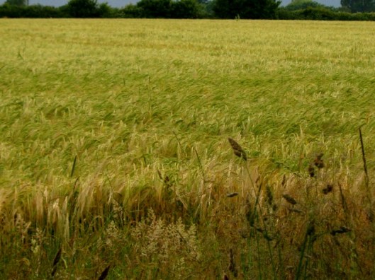 IMG_4893Field of barley (640x480)