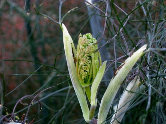 IMG_4908Bronze Fennel flower bud (640x480)