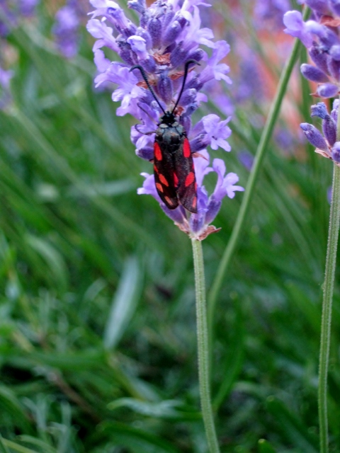 IMG_4915Six-spot Burnet (480x640)