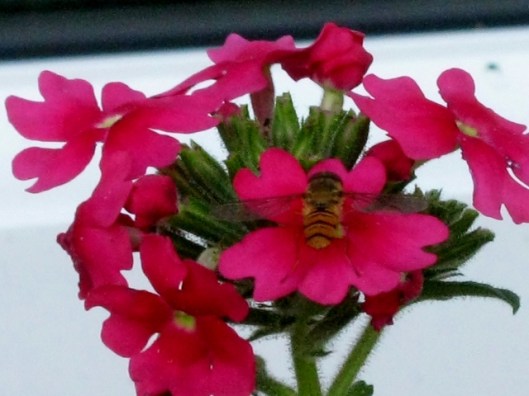 IMG_4917Hoverfly Episyrphus balteatus on verbena (640x480)