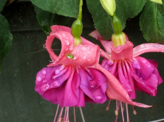 IMG_4923Spider on fuchsia (640x480)