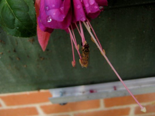 IMG_4926Hoverfly on Fuchsia (640x480)